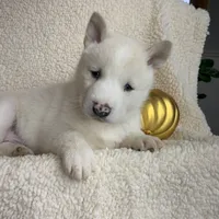 Little Storm~ Blue Eyes~!!!, a male Alaskan Klee Kai for sale in Sarcoxie, MO – Photo 7 of 8