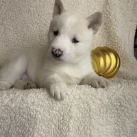 Little Storm~ Blue Eyes~!!!, a male Alaskan Klee Kai for sale in Sarcoxie, MO – Photo 8 of 8