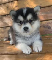 Super Fun~Charlotte!, a female Alaskan Klee Kai for sale in Sarcoxie, MO – 6 of 10
