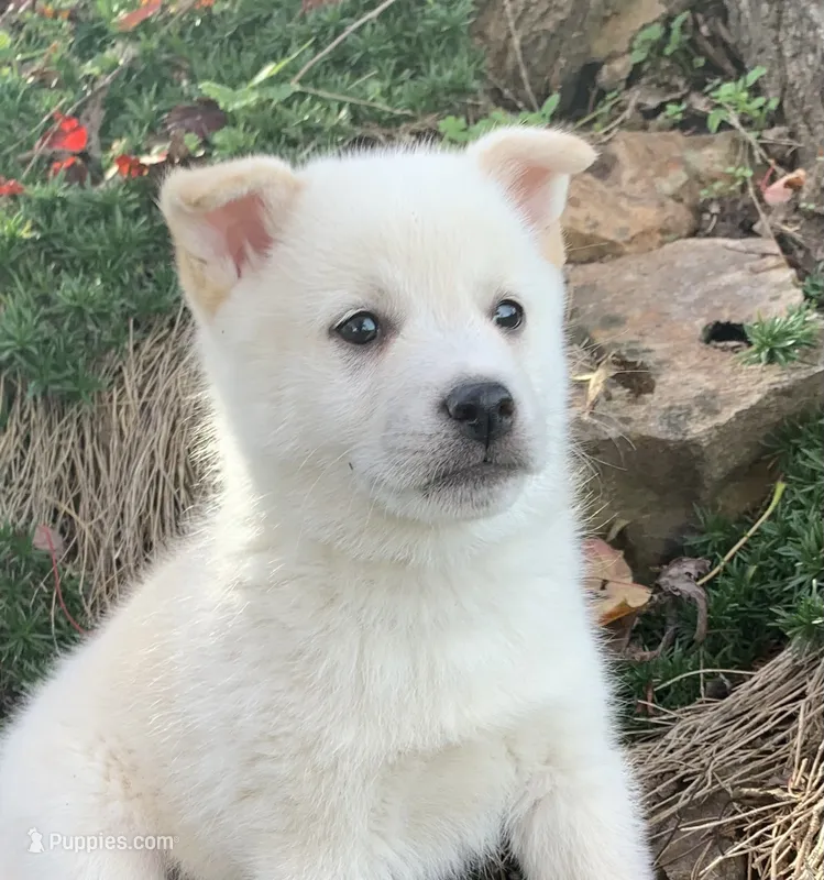 Fun Little Taz~! – Alaskan Klee Kai puppy for sale in Sarcoxie, MO