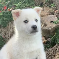 Fun Little Taz~!, a male Alaskan Klee Kai for sale in Sarcoxie, MO – Photo 2 of 9