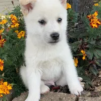 Fun Little Taz~!, a male Alaskan Klee Kai for sale in Sarcoxie, MO – Photo 8 of 9
