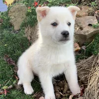 Fun Little Taz~!, a male Alaskan Klee Kai for sale in Sarcoxie, MO – Photo 7 of 9