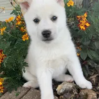 Fun Little Taz~!, a male Alaskan Klee Kai for sale in Sarcoxie, MO – Photo 6 of 9