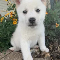 Fun Little Taz~!, a male Alaskan Klee Kai for sale in Sarcoxie, MO – Photo 4 of 9