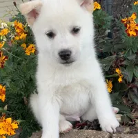 Fun Little Taz~!, a male Alaskan Klee Kai for sale in Sarcoxie, MO – Photo 3 of 9