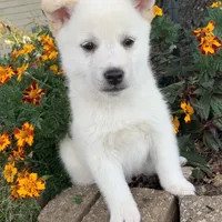 Fun Little Taz~!, a male Alaskan Klee Kai for sale in Sarcoxie, MO – Photo 9 of 9