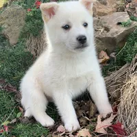 Fun Little Taz~!, a male Alaskan Klee Kai for sale in Sarcoxie, MO – Photo 5 of 9