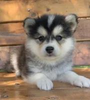 Super Fun~Charlotte!, a female Alaskan Klee Kai for sale in Sarcoxie, MO – 2 of 10