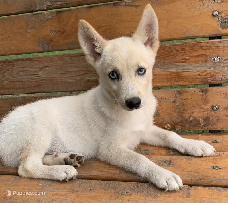 Blue Eyed Little Beau~~!!! – Alaskan Klee Kai puppy for sale in Sarcoxie, MO
