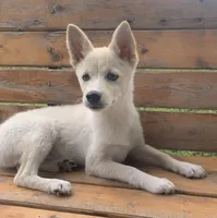 Sweet Belle, a female Alaskan Klee Kai for sale in Sarcoxie, MO – 4 of 9