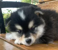 Fun Little Chloe~!!!, a female Alaskan Klee Kai for sale in Sarcoxie, MO – 9 of 10