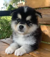 Fun Little Chloe~!!!, a female Alaskan Klee Kai for sale in Sarcoxie, MO – 4 of 10