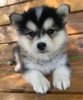 Super Fun~Charlotte!, a female Alaskan Klee Kai for sale in Sarcoxie, MO – 10 of 10