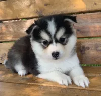 Sweetest Girl~~Charise!, a female Alaskan Klee Kai for sale in Sarcoxie, MO – 7 of 10