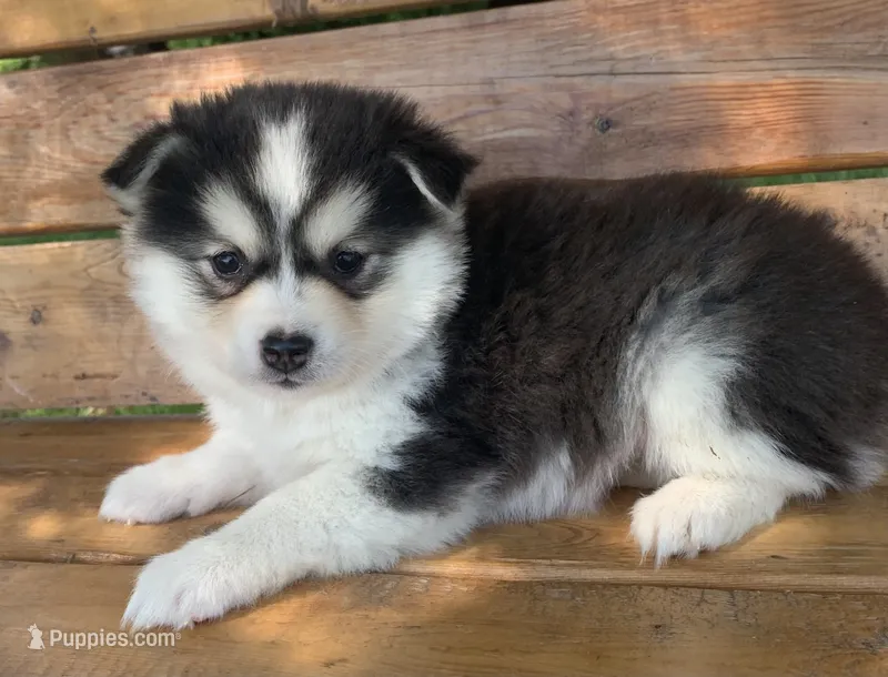 Sweetest Girl~~Charise! – Alaskan Klee Kai puppy for sale in Sarcoxie, MO