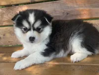 Sweetest Girl~~Charise!, a female Alaskan Klee Kai for sale in Sarcoxie, MO – 1 of 10