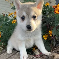Silver Dakota~!!!, a male Alaskan Klee Kai for sale in Sarcoxie, MO – Photo 5 of 6