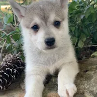 Silver Dakota~!!!, a male Alaskan Klee Kai for sale in Sarcoxie, MO – Photo 4 of 6