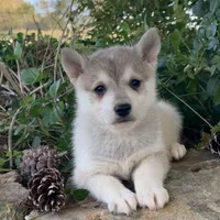 Silver Dakota~!!!, a male Alaskan Klee Kai for sale in Sarcoxie, MO – Photo 2 of 6