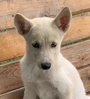 Blue Eyed Little Beau~~!!!, a male Alaskan Klee Kai for sale in Sarcoxie, MO – 3 of 6