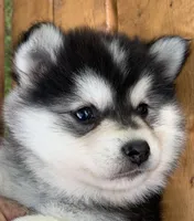 Super Fun CHAMP~!, a male Alaskan Klee Kai for sale in Sarcoxie, MO – Photo 7 of 9