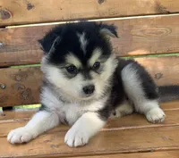 Super Fun CHAMP~!, a male Alaskan Klee Kai for sale in Sarcoxie, MO – Photo 3 of 9