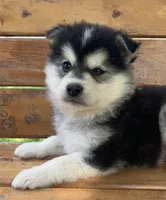 Super Fun CHAMP~!, a male Alaskan Klee Kai for sale in Sarcoxie, MO – Photo 2 of 9