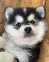 Super Fun CHAMP~!, a male Alaskan Klee Kai for sale in Sarcoxie, MO – Photo 9 of 9