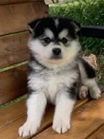 Super Fun CHAMP~!, a male Alaskan Klee Kai for sale in Sarcoxie, MO – Photo 6 of 9