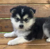 Super Fun CHAMP~!, a male Alaskan Klee Kai for sale in Sarcoxie, MO – Photo 4 of 9
