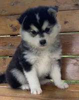 Super Fun CHAMP~!, a male Alaskan Klee Kai for sale in Sarcoxie, MO – Photo 5 of 9