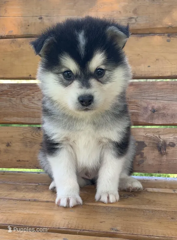 Super Fun CHAMP~! – Alaskan Klee Kai puppy for sale in Sarcoxie, MO