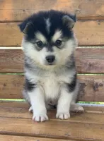 Super Fun CHAMP~!, a male Alaskan Klee Kai for sale in Sarcoxie, MO – Photo 1 of 9