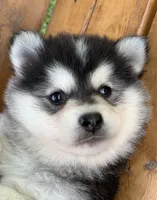 Super Fun CHAMP~!, a male Alaskan Klee Kai for sale in Sarcoxie, MO – Photo 8 of 9