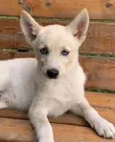 Blue Eyed Little Beau~~!!!, a male Alaskan Klee Kai for sale in Sarcoxie, MO – 6 of 6