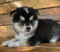 Fun Little Chloe~!!!, a female Alaskan Klee Kai for sale in Sarcoxie, MO – 7 of 10