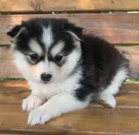 Sweetest Girl~~Charise!, a female Alaskan Klee Kai for sale in Sarcoxie, MO – 9 of 10