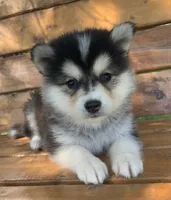 Super Fun~Charlotte!, a female Alaskan Klee Kai for sale in Sarcoxie, MO – 5 of 10