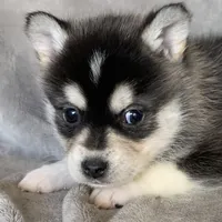 Handsome 2# Toy ~ Pebble!!!, a male Alaskan Klee Kai for sale in Sarcoxie, MO – Photo 4 of 7