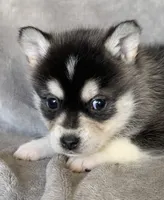 Handsome 2# Toy ~ Pebble!!!, a male Alaskan Klee Kai for sale in Sarcoxie, MO – Photo 4 of 7