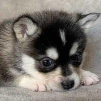 Handsome 2# Toy ~ Pebble!!!, a male Alaskan Klee Kai for sale in Sarcoxie, MO – Photo 6 of 7