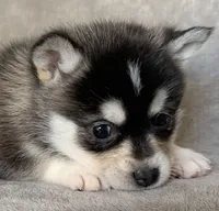 Handsome 2# Toy ~ Pebble!!!, a male Alaskan Klee Kai for sale in Sarcoxie, MO – Photo 6 of 7