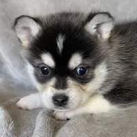 Handsome 2# Toy ~ Pebble!!!, a male Alaskan Klee Kai for sale in Sarcoxie, MO – Photo 2 of 7