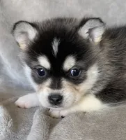 Handsome 2# Toy ~ Pebble!!!, a male Alaskan Klee Kai for sale in Sarcoxie, MO – Photo 2 of 7