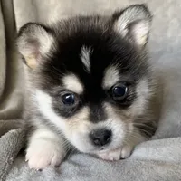 Handsome 2# Toy ~ Pebble!!!, a male Alaskan Klee Kai for sale in Sarcoxie, MO – Photo 7 of 7