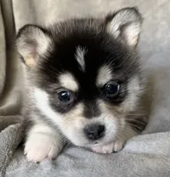 Handsome 2# Toy ~ Pebble!!!, a male Alaskan Klee Kai for sale in Sarcoxie, MO – Photo 7 of 7