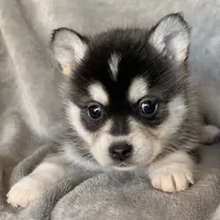 Handsome 2# Toy ~ Pebble!!!, a male Alaskan Klee Kai for sale in Sarcoxie, MO – Photo 3 of 7