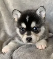 Handsome 2# Toy ~ Pebble!!!, a male Alaskan Klee Kai for sale in Sarcoxie, MO – Photo 3 of 7