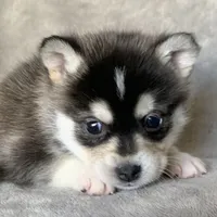 Handsome 2# Toy ~ Pebble!!!, a male Alaskan Klee Kai for sale in Sarcoxie, MO – Photo 5 of 7